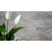 Travertine Paver Premium Silver Tumbled 610x406x30mm